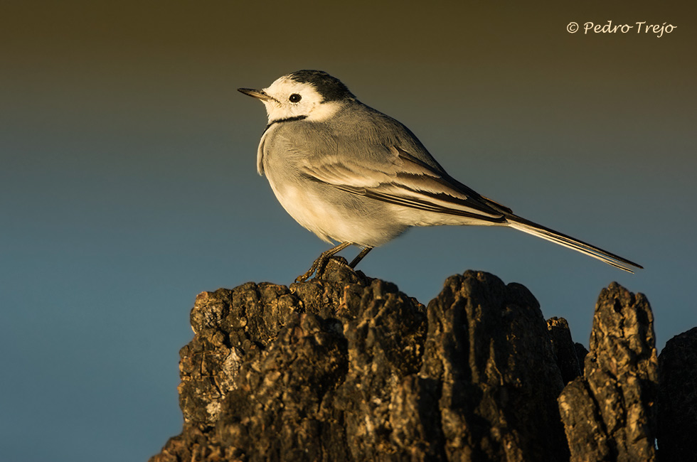 Lavandera blanca (Motacilla alba)